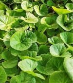 Gotu kola, Thankuni, Brahmi