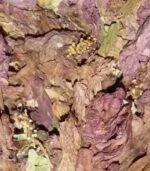 Dry hibiscus flowers - Image 2