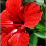 Dry hibiscus flowers retail