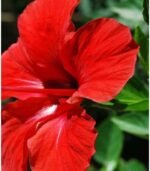 Dry hibiscus flowers