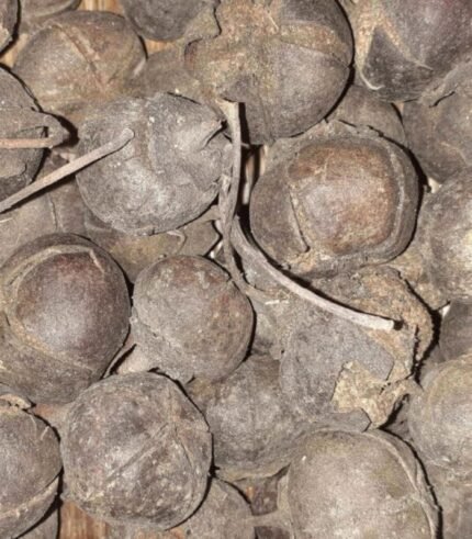 Vidhara, Hawaiian Baby Woodrose Seeds, Bidhara Asli, Vidhara Seeds, Vruddhadaru