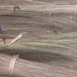 coconut Brooms Stick Bulk