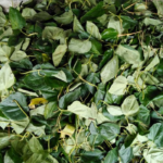 Dry betel leaves Retail