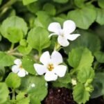 Brahmi Extract, Bacopa Monnieri Extract , Bacosides Bulk