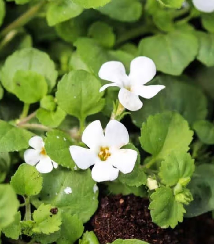 Untitled design - 2026-05-16T150805.307 Brahmi Extract, Bacopa Monnieri Extract , Bacosides - Image 1